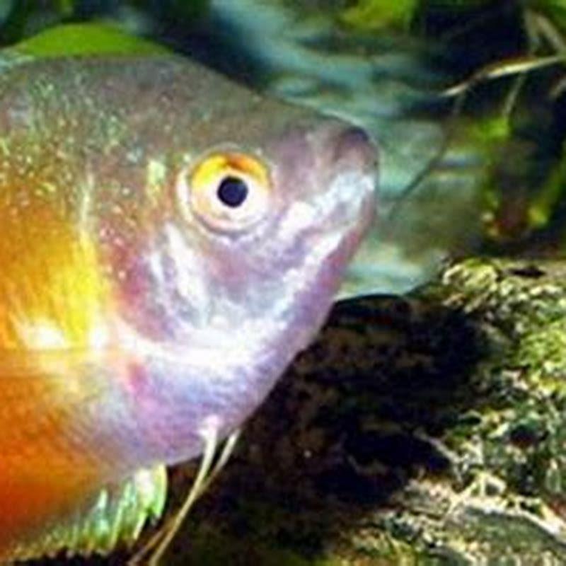 How many gouramis should be kept together?
