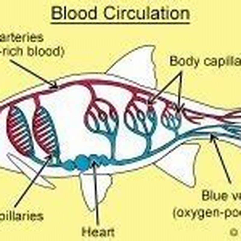 How many heart chambers do lungfish have? - DIY Seattle