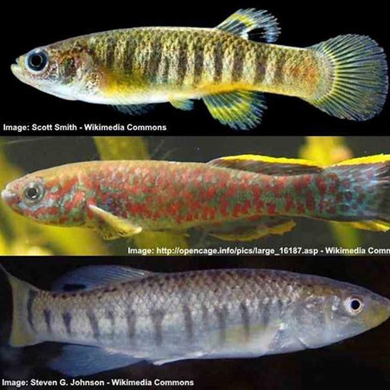 How many killifish can you keep together?