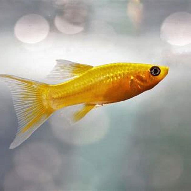 How many molly fish should I get?