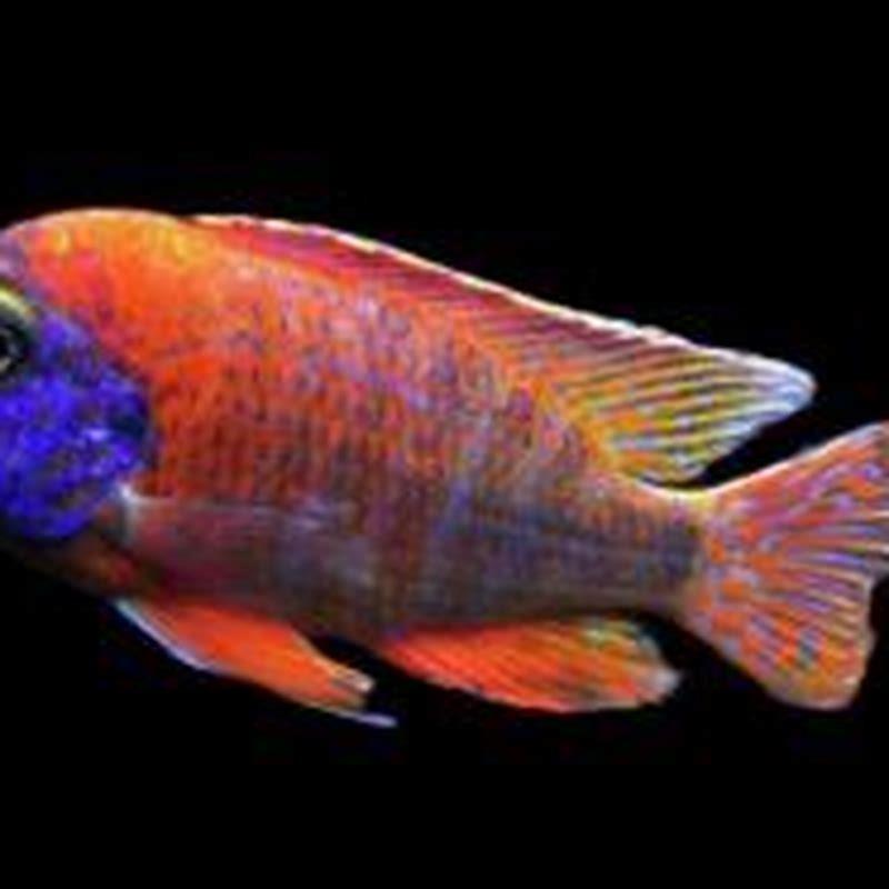 How many peacock cichlids should you keep together?