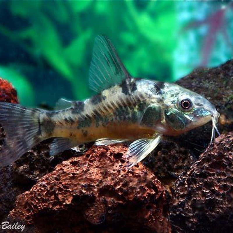 How many pepper corys are there?