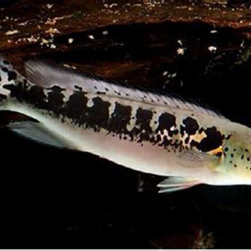How many pike cichlids are there?