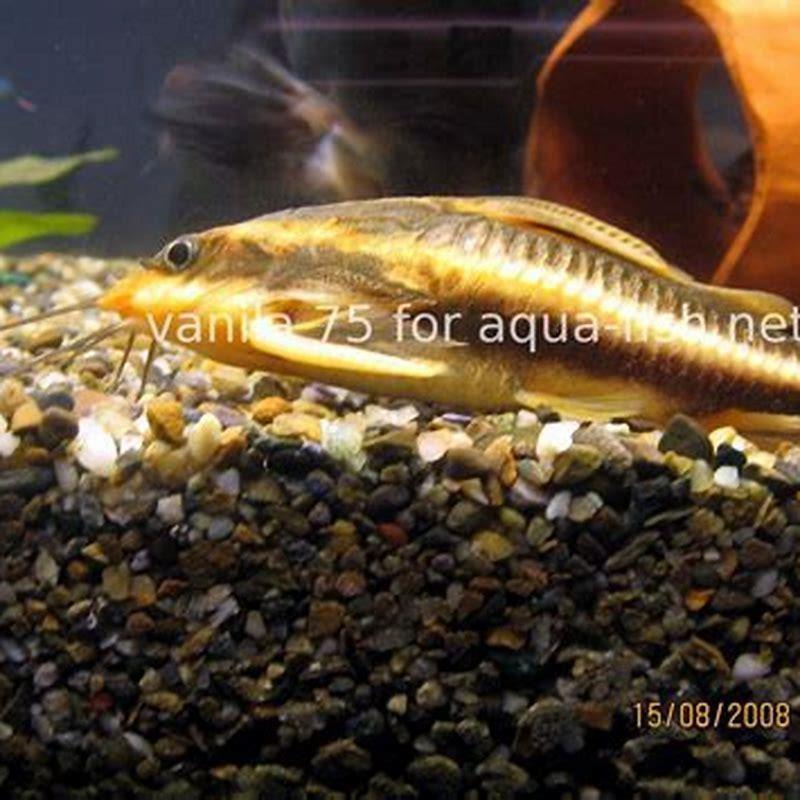 How many Raphael catfish should be kept together?