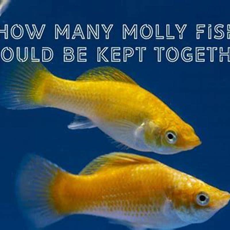 How many sailfin mollies should be kept together?