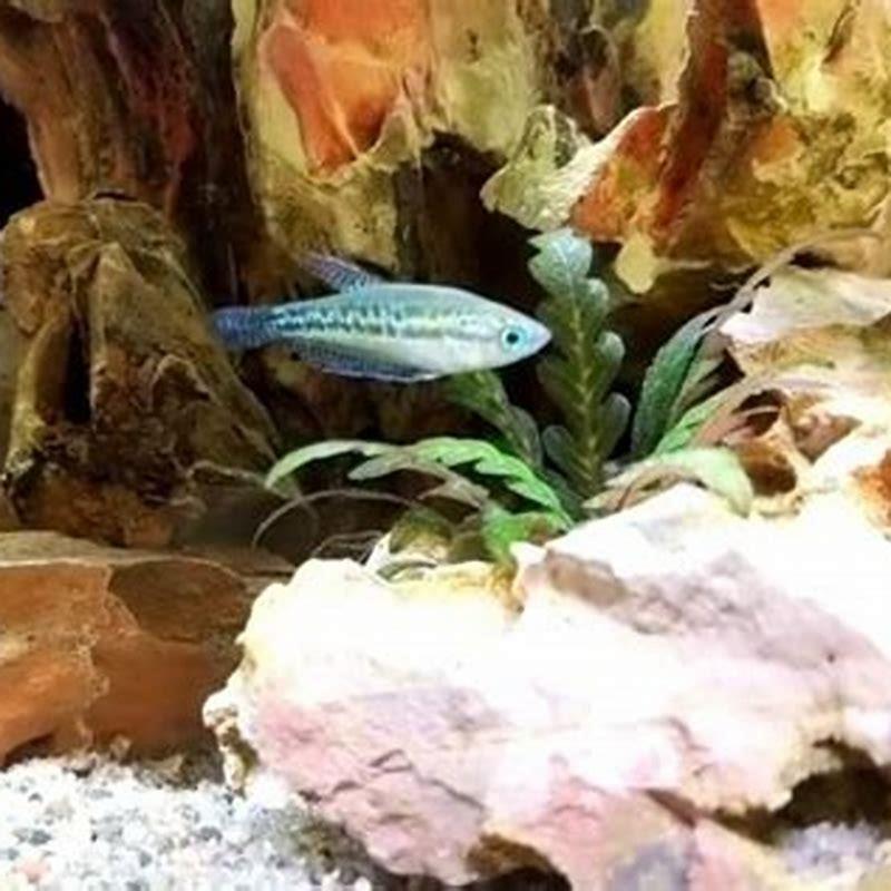 How many sparkling gourami should be kept together?