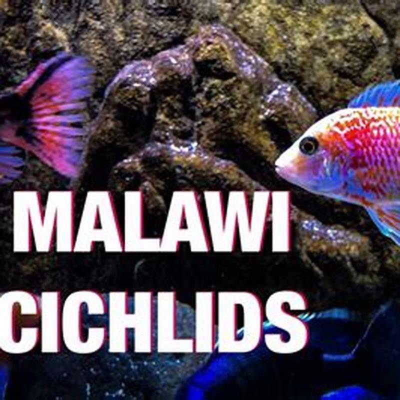 How many species of cichlid fishes are there in African lakes?
