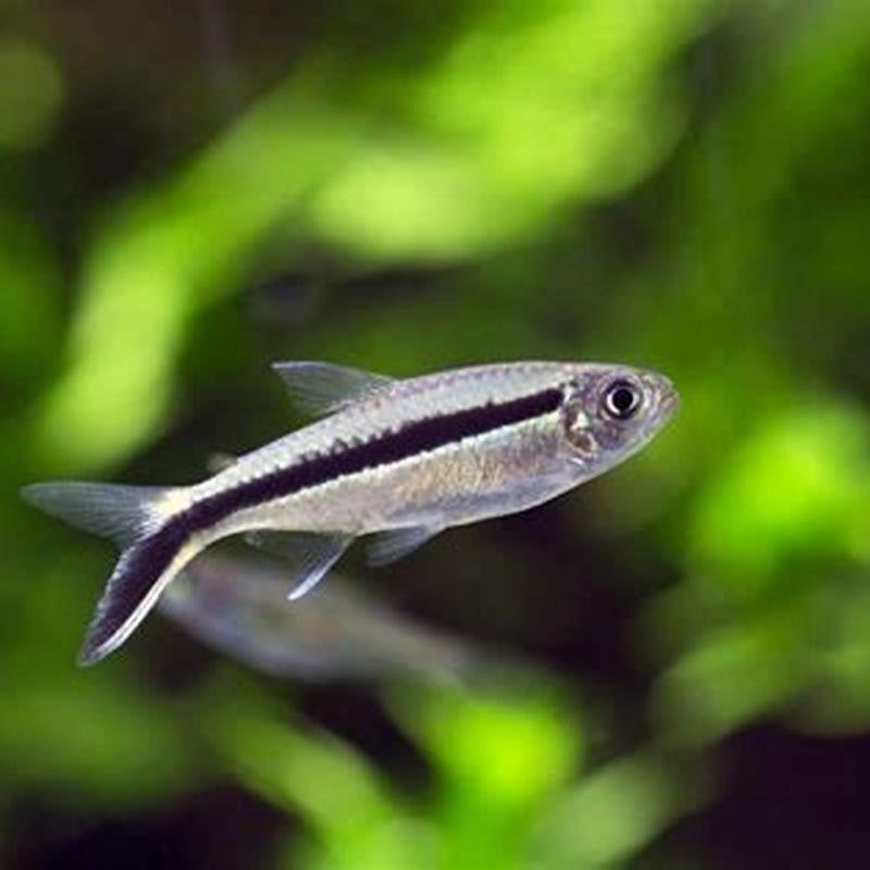 How many tetras does a penguin have?