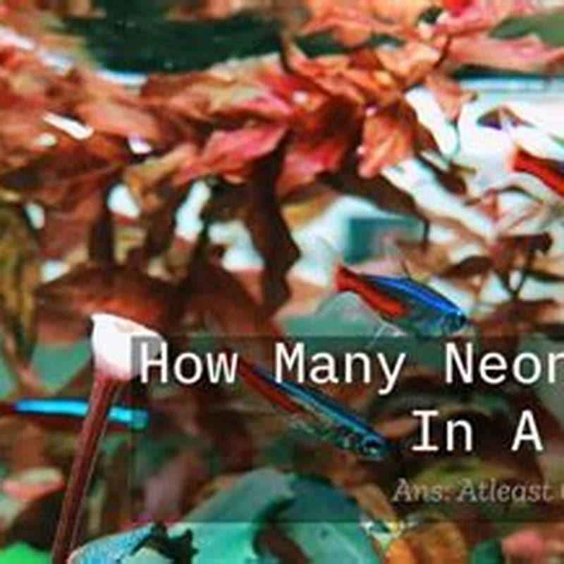 How many tetras should be in a school?