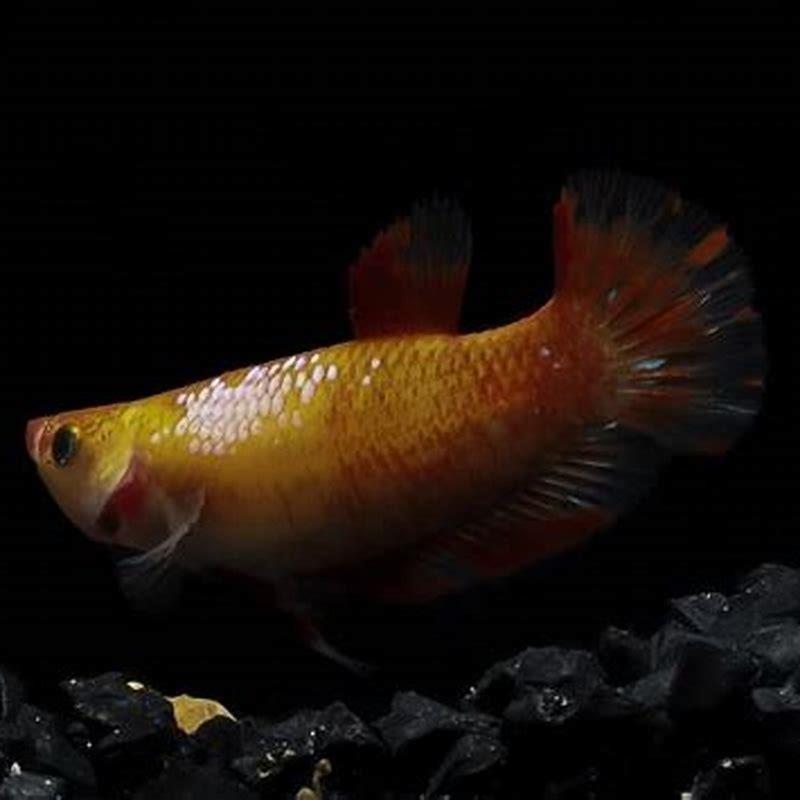 How many white cloud minnows should you keep together?