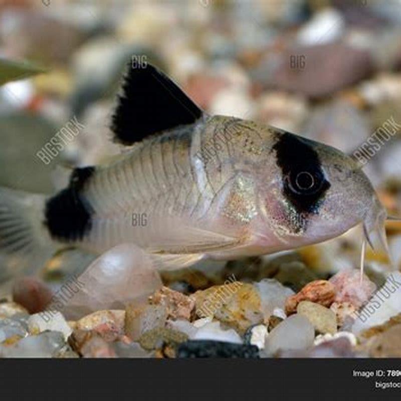 How much should you feed corydoras?