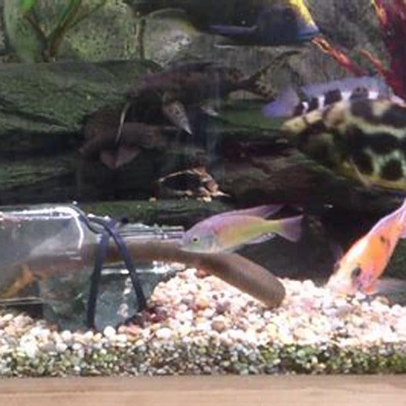 How often do I feed my rope fish?