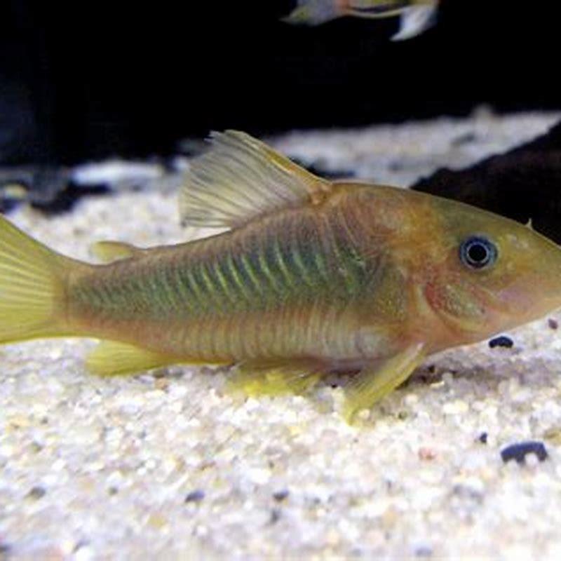 How Often Should I Feed My Corydoras DIY Seattle