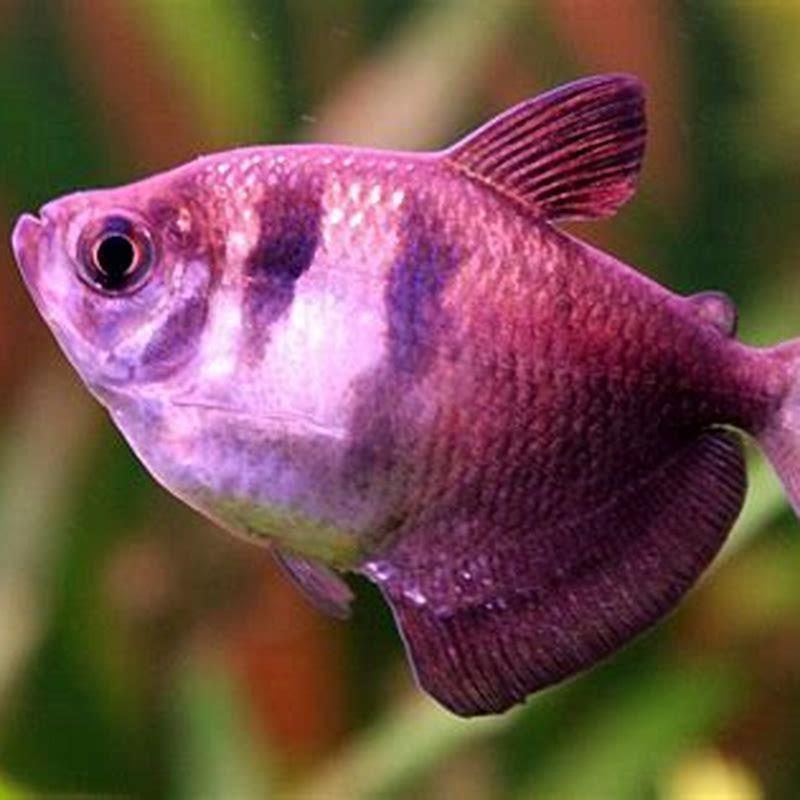 How warm do tetras like the water?