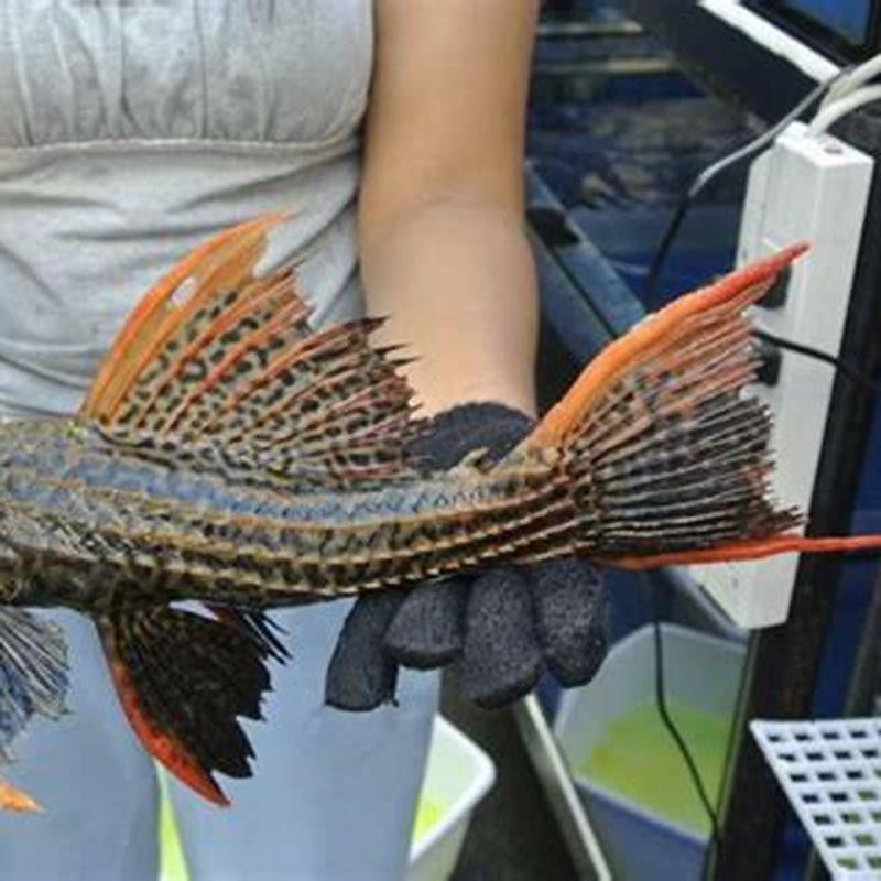 Is a Chinese algae eater a Pleco?