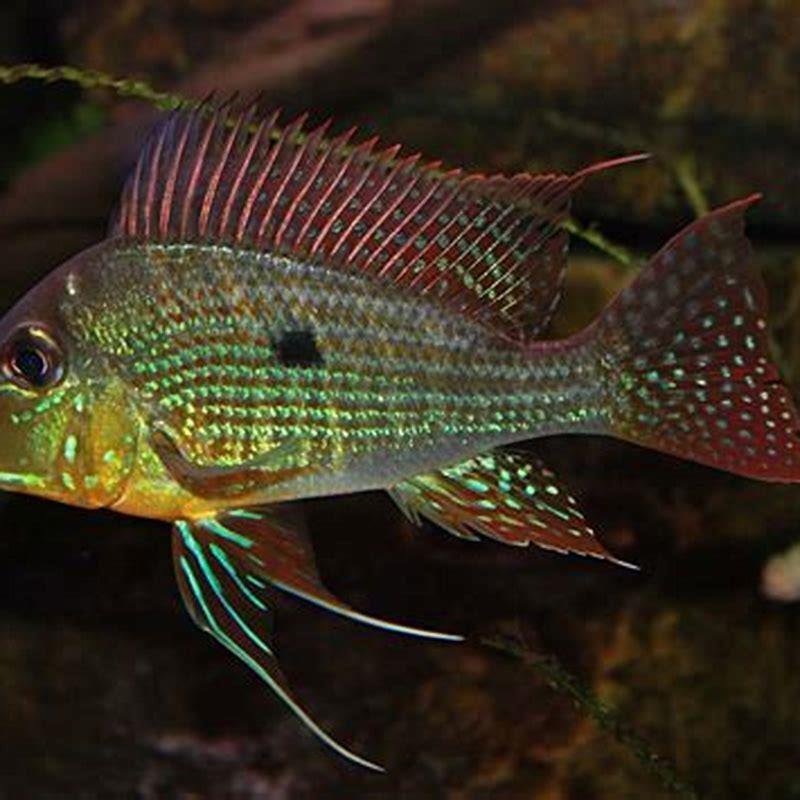 Is a geophagus a cichlid?