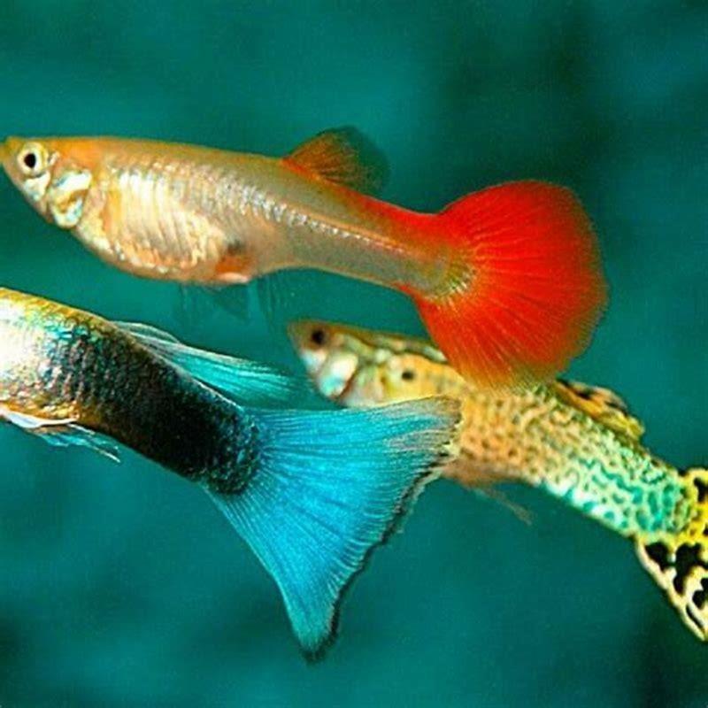 Is a guppy good as a beginner fish?