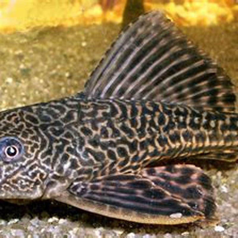 Is a pleco necessary for aquarium?