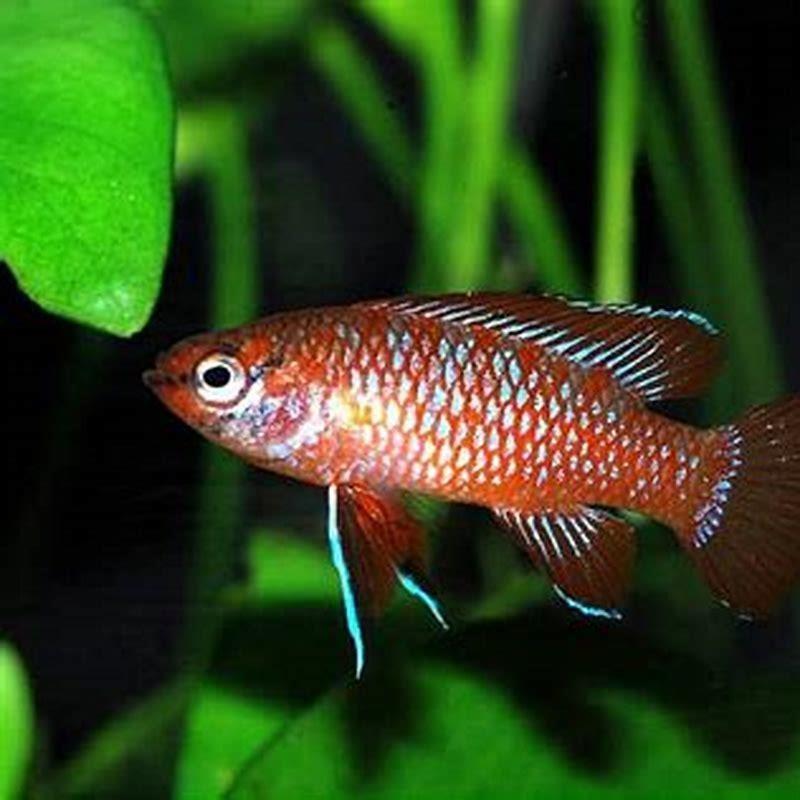 Is Badis Badis A Cichlid DIY Seattle is-badis-badis-a-cichlid-diy-seattle