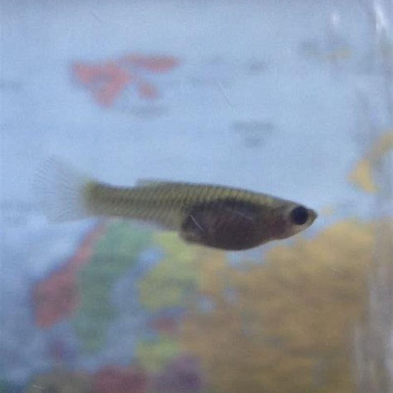 Is Gambusia and Guppy same?