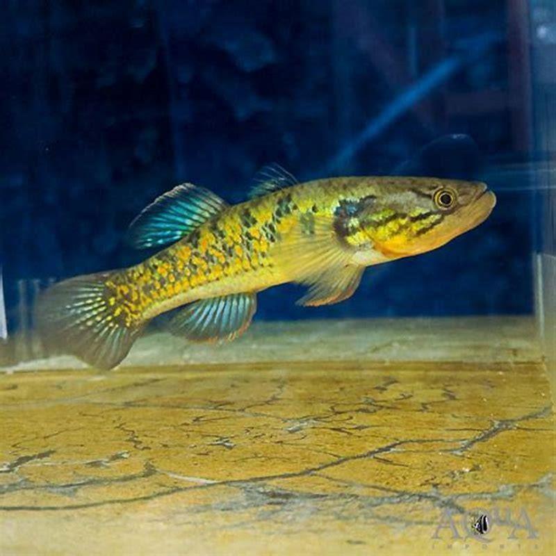 Is gudgeon a snakehead?
