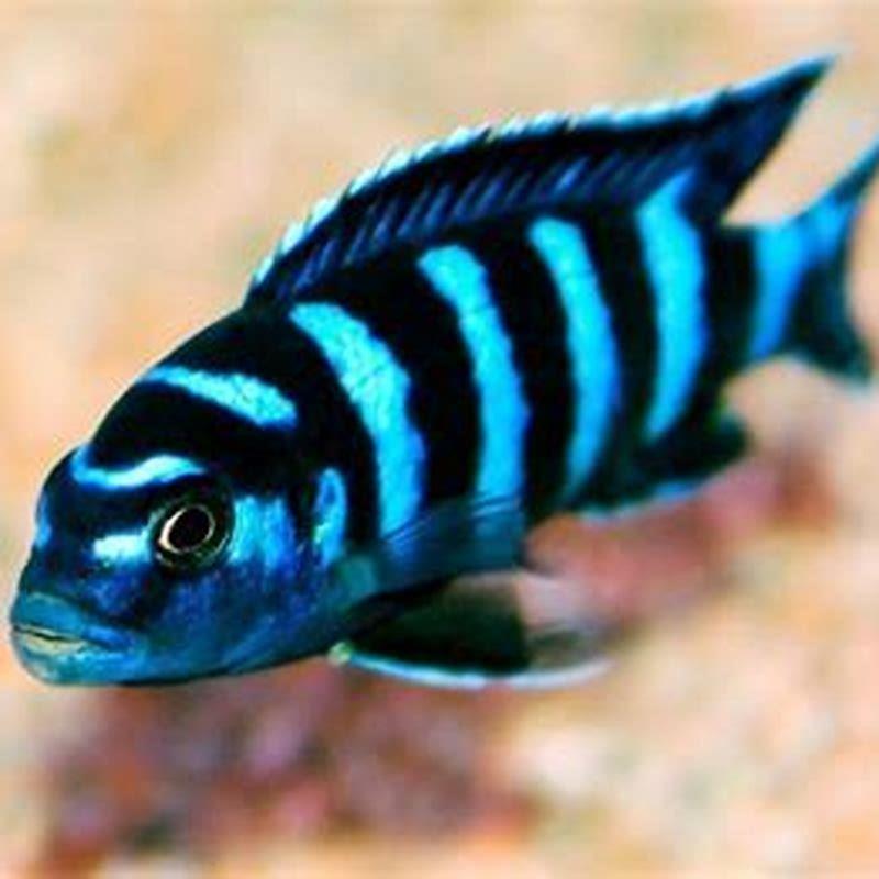 Is mbuna aggressive?