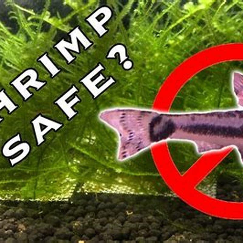 Is Otocinclus safe for shrimp?