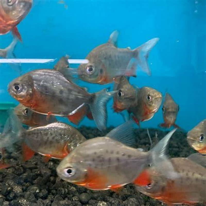 Is Pacu Fish Aggressive DIY Seattle is-pacu-fish-aggressive-diy-seattle
