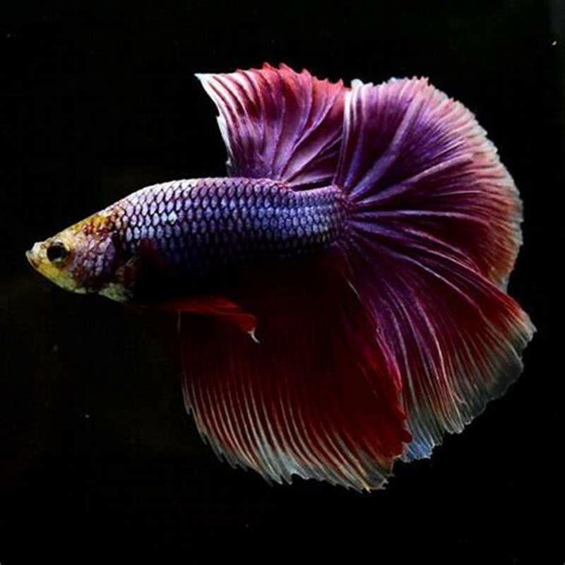 Is purple betta rare?