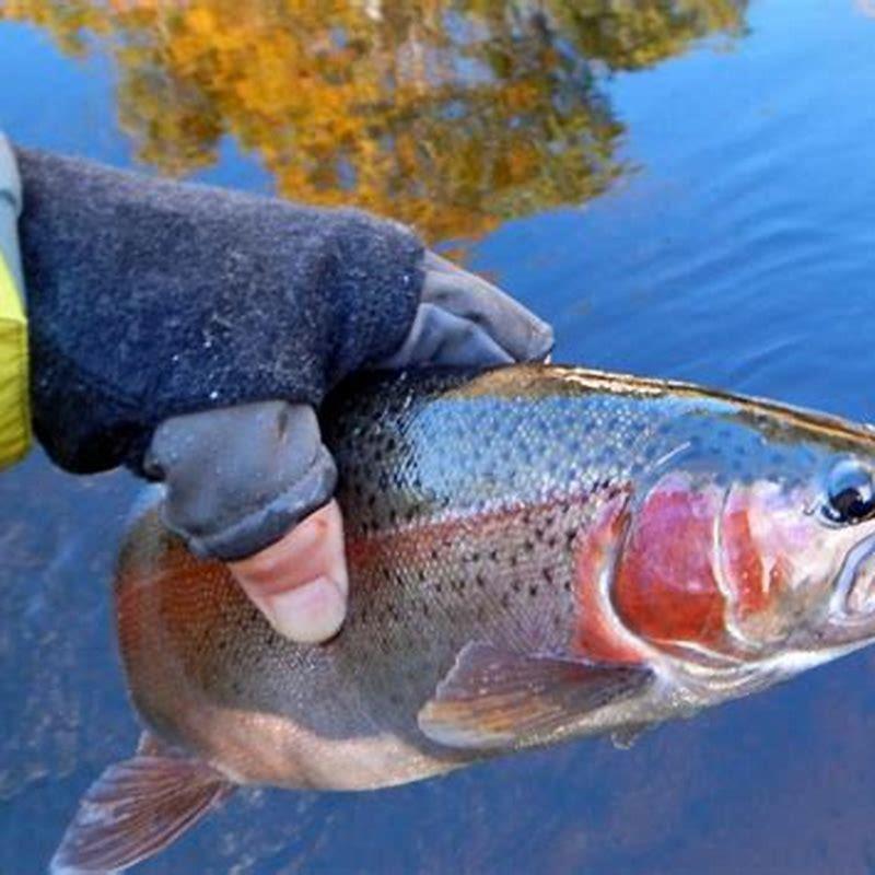 Is Rainbow fish salmon?