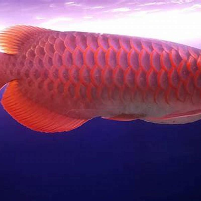 Is red arowana legal in India?