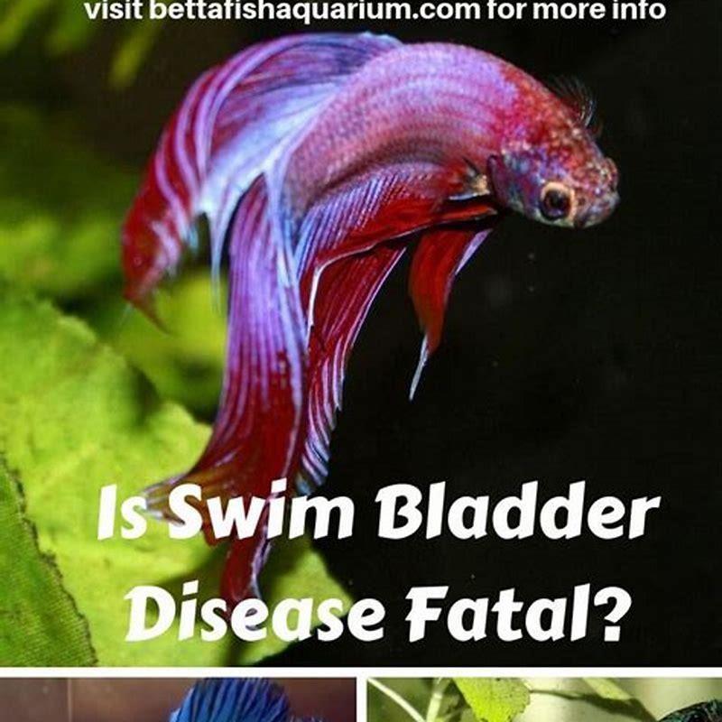 Is swim bladder fatal? - DIY Seattle