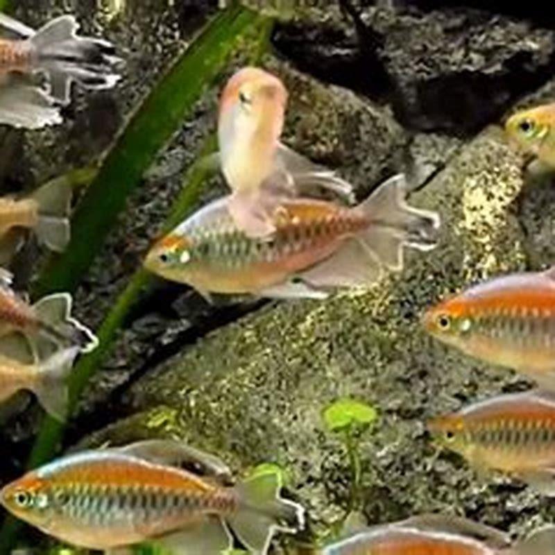 Is Tetra a schooling fish?
