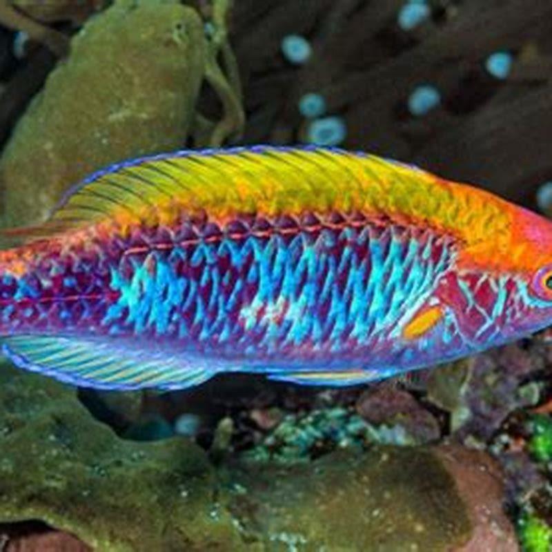 Is the rainbow fish a real fish?