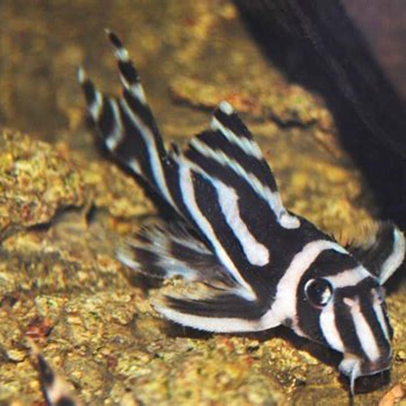 Is the Zebra Pleco endangered? - DIY Seattle