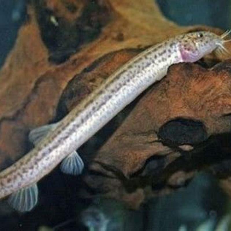 Is there a fish called a loach?