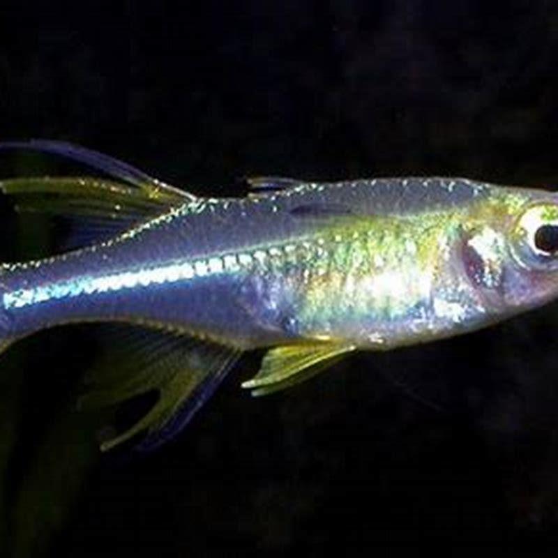 Is there a fish called a rainbow fish?