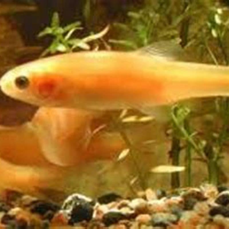 Should I put fathead minnows in my pond?