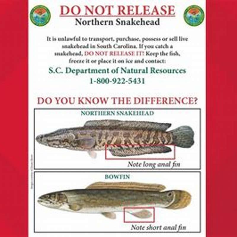 Should you kill snakehead fish?