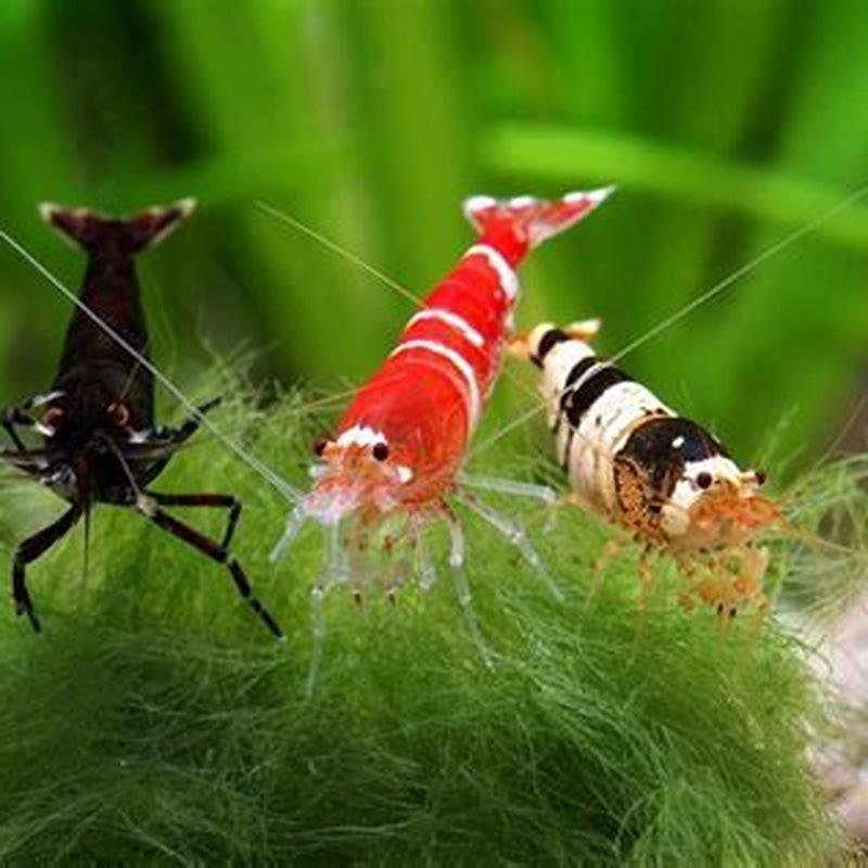 What are the benefits of shrimp in aquarium?