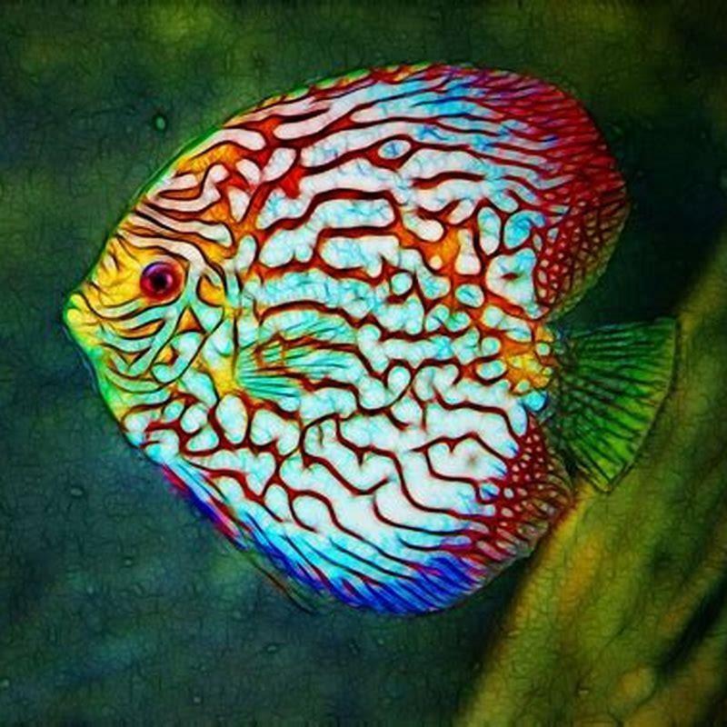 What are the most colorful aquarium fish?