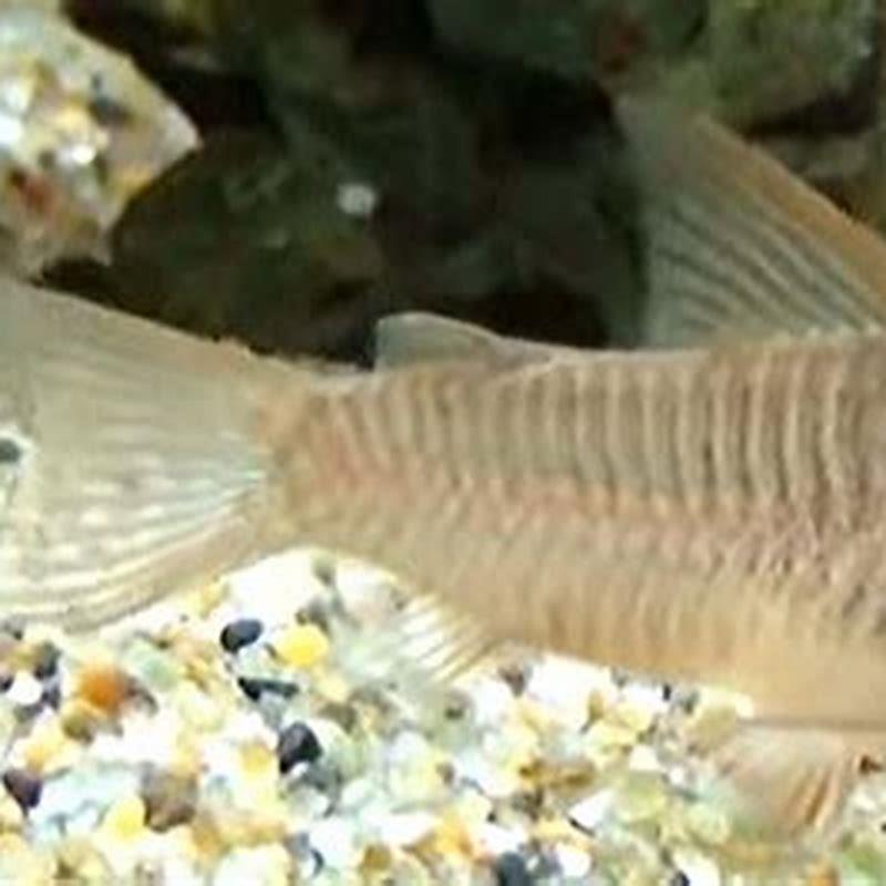What are the most expensive Corydoras?