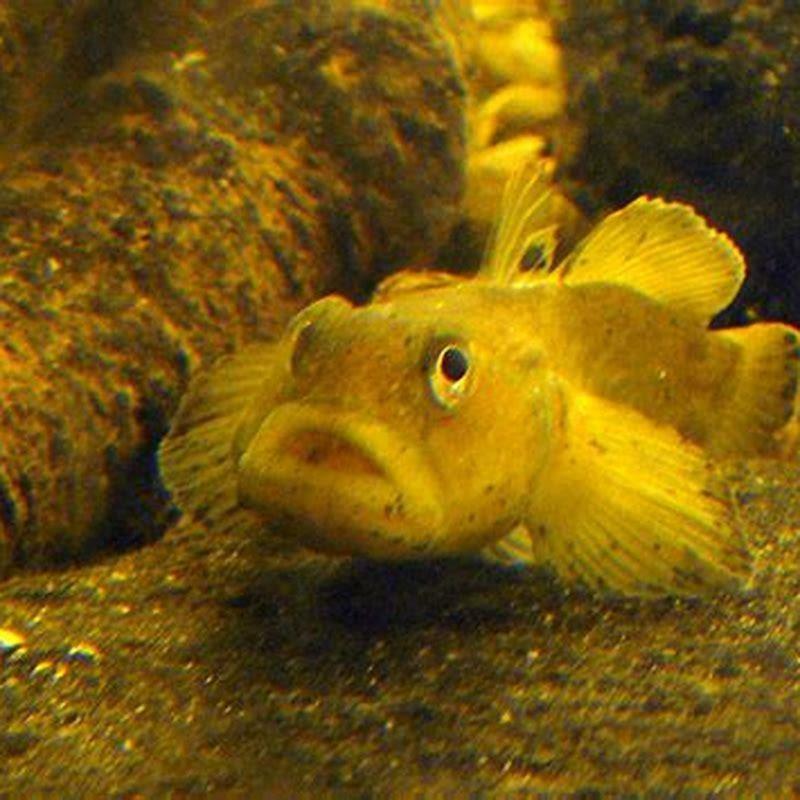 What can I feed a freshwater goby?