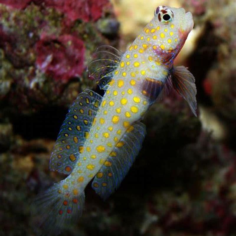 What can I feed my goby fish?