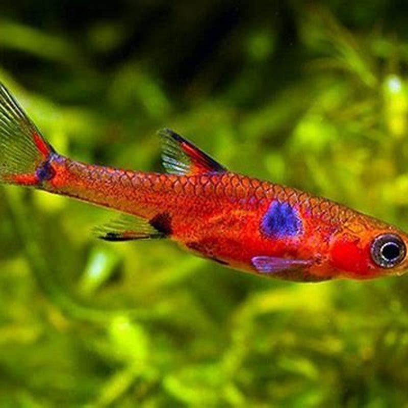 What can I put with rasboras?