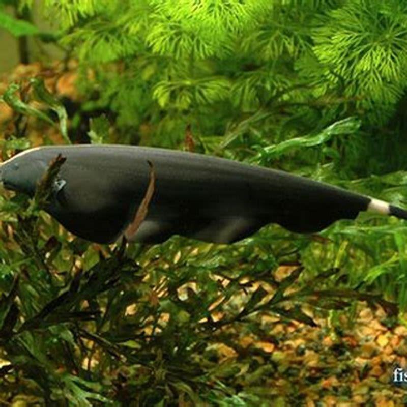What can knife fish live with?