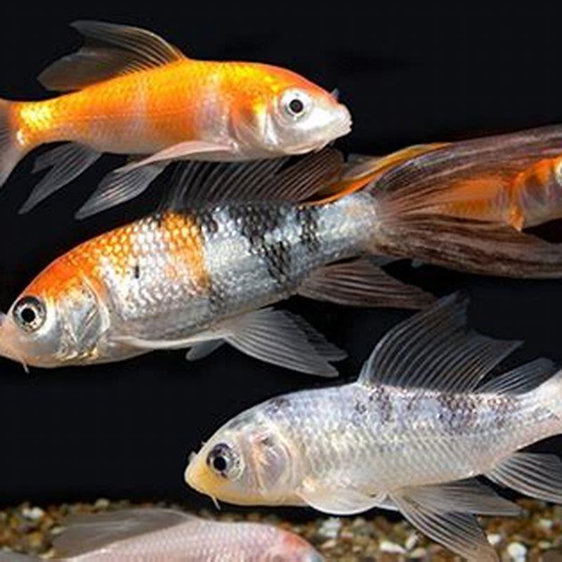 What can live with a butterfly fish?