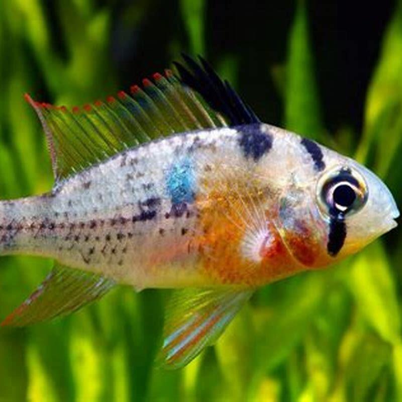 What cichlids are hardy?