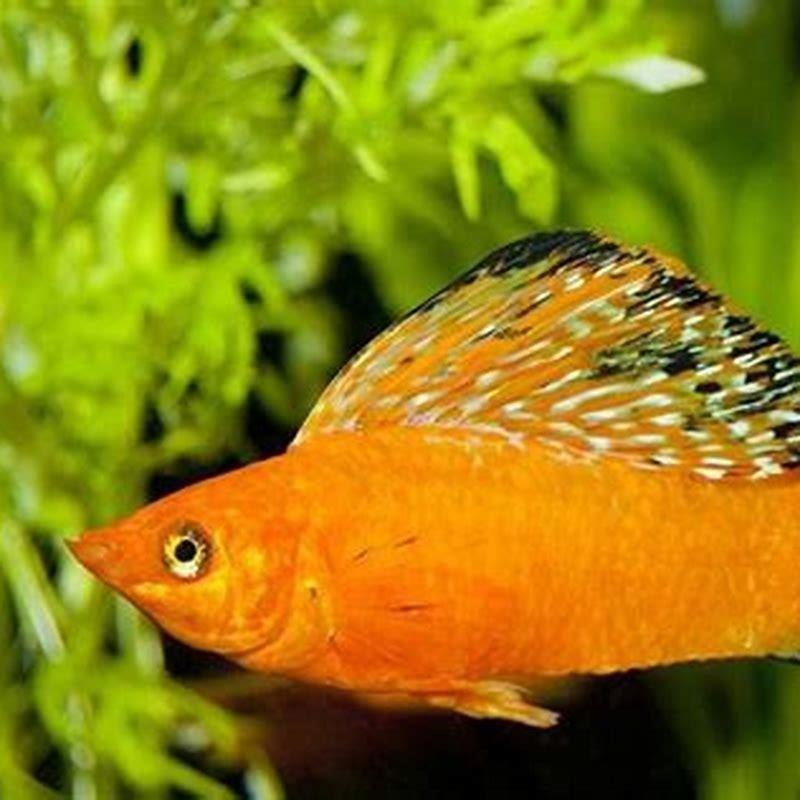 What Colours do molly fish come in?