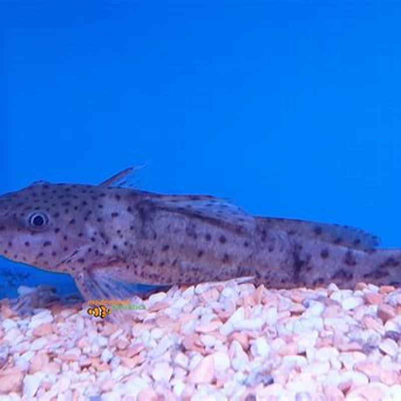What do Dwarf Giraffe catfish eat?